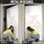 Polynesian Tribal Plumeria Lotu Tamaiti Door Cover Pastel Nude - Polynesian Pride