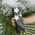 FSM Chuuk Skinny Tumbler Turtle Tropical Flowers Polynesian - Black